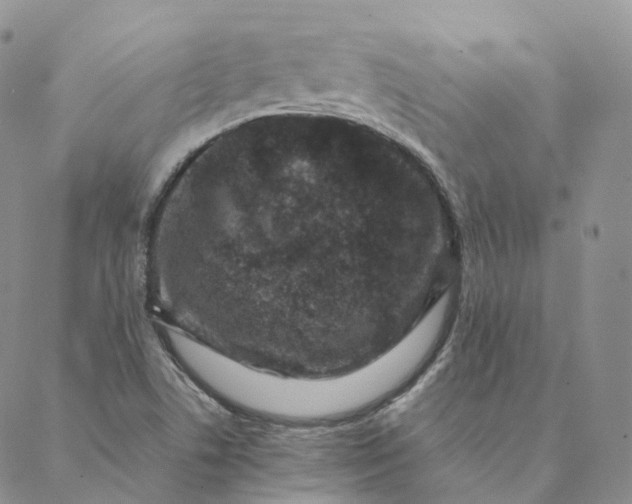 X0000088361506200706121042