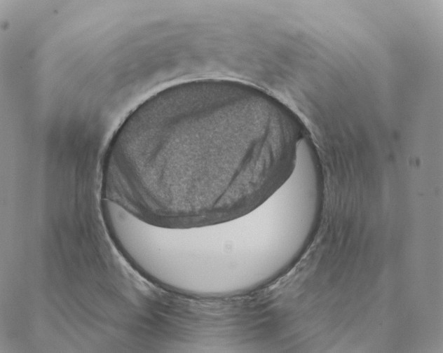 X0000088361508200706121042