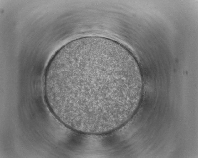 X0000088361514200706121042