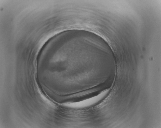 X0000088361515200706121042