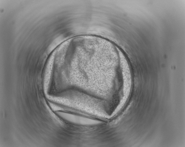 X0000088361521200706121042