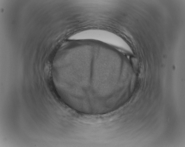 X0000088360029200706191229