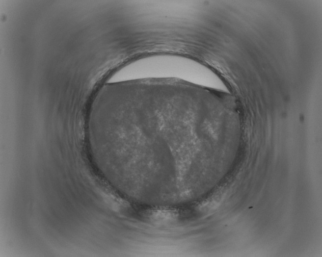 X0000088360303200706191225
