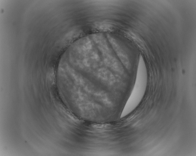 X0000088360465200706191222