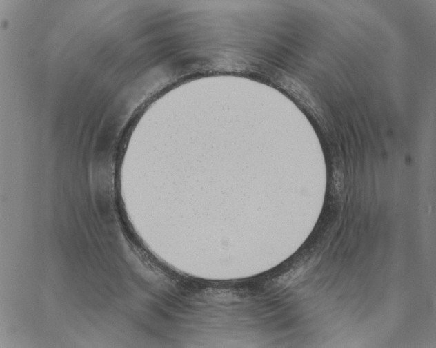 X0000088360534200706191220