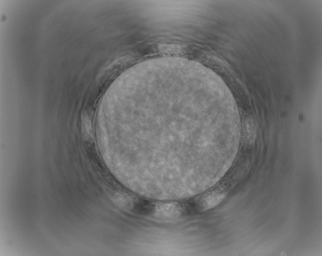 X0000088360705200706191218