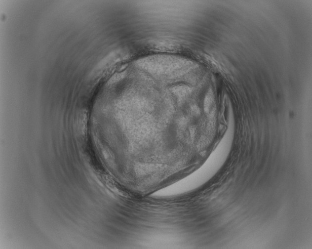 X0000088360744200706191218