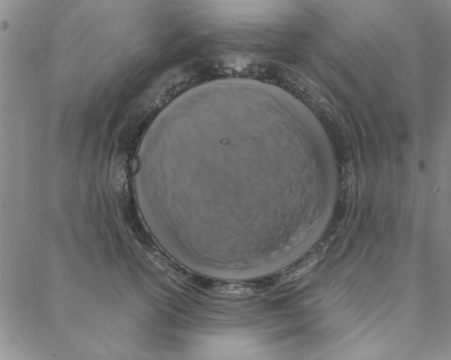 X0000088360754200706191218