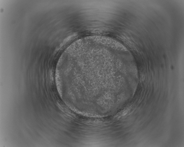 X0000088361106200706191211