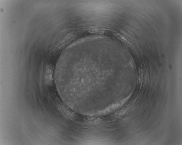 X0000088361154200706191211