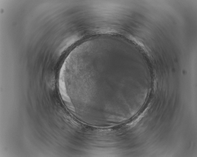 X0000088361306200706191208