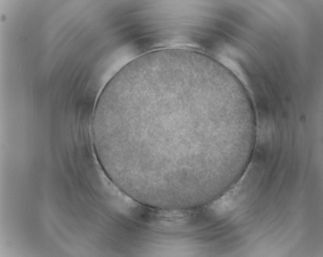 X0000088361338200706191209