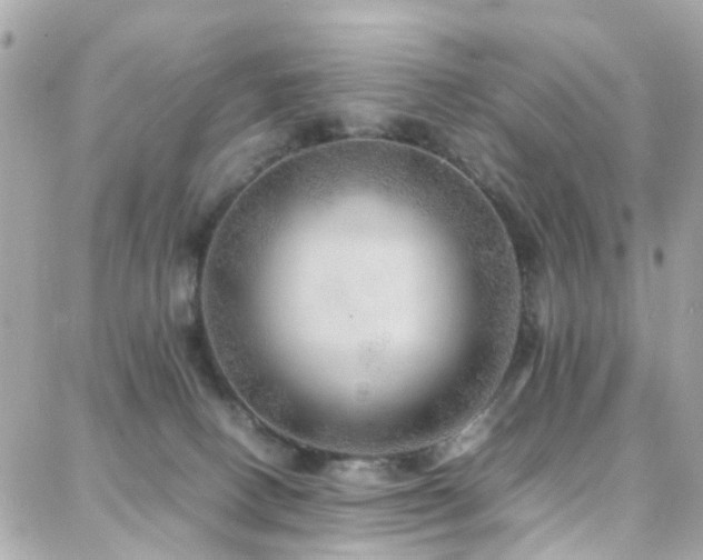 X0000088370082200705221107