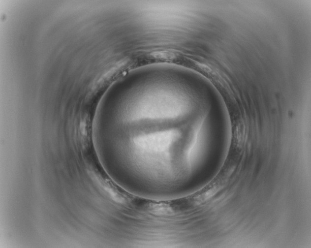 X0000088370424200705221101