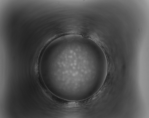 X0000088370050200705291336