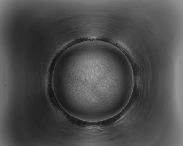 X0000088370540200705291329