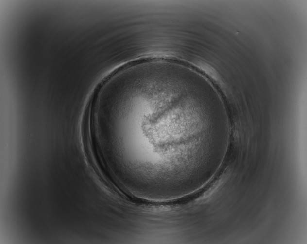 X0000088371030200705291323