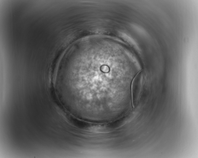 X0000088370065200706051049