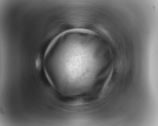 X0000088370124200706051048