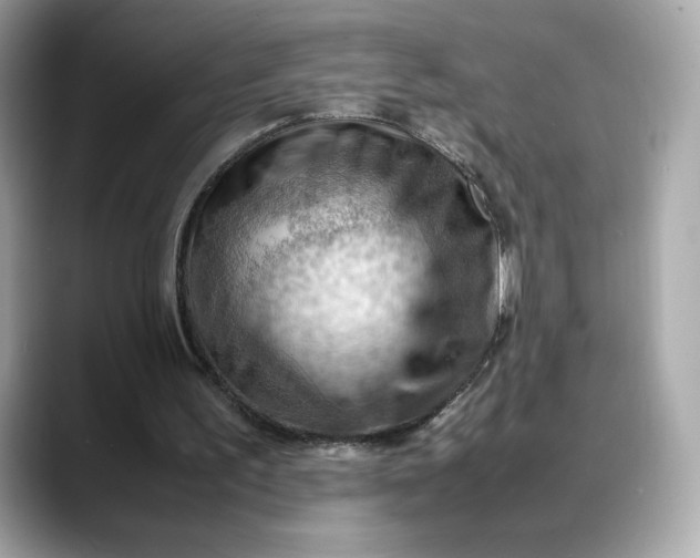 X0000088370195200706051047