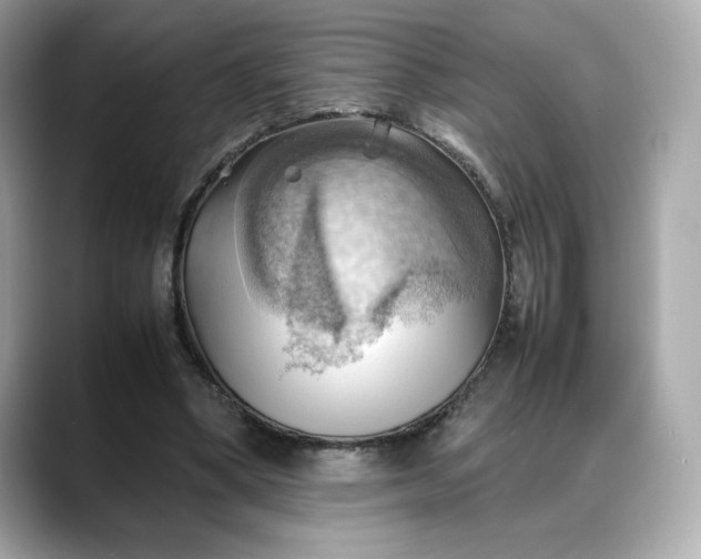 X0000088370394200706051045