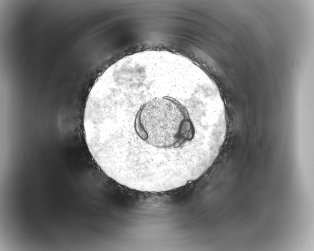 X0000088370824200706051040
