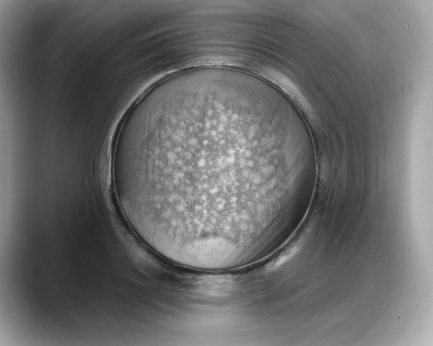 X0000088370844200706051040