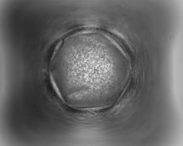 X0000088371255200706051035