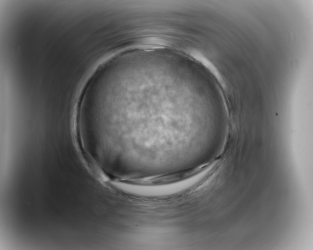 X0000088371477200706051032
