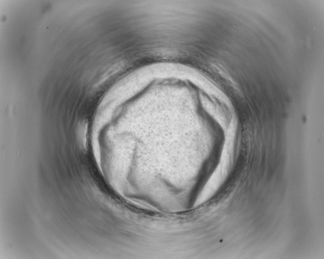 X0000088370024200706121131