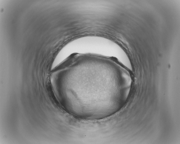 X0000088370029200706121131