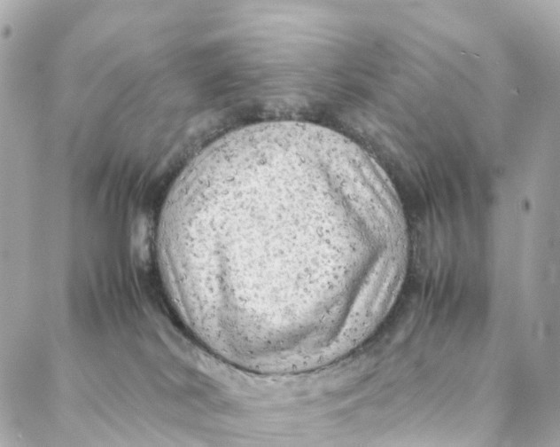 X0000088370038200706121131