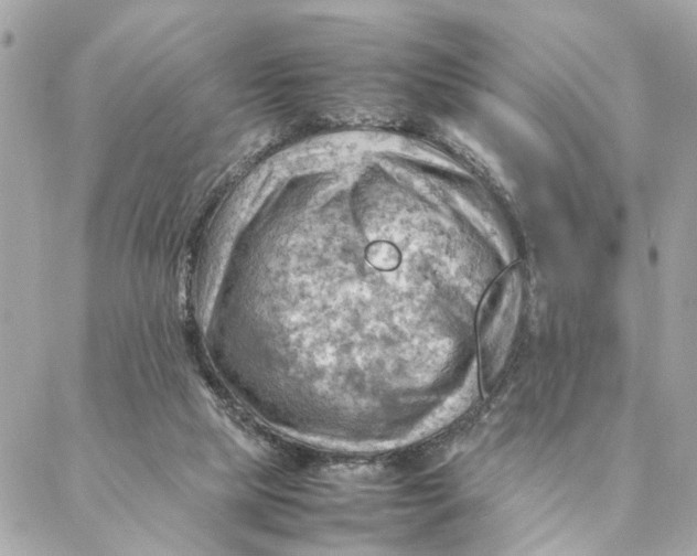 X0000088370065200706121130