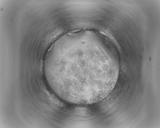 X0000088370066200706121130