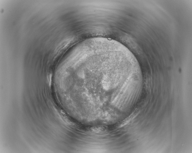 X0000088370070200706121130