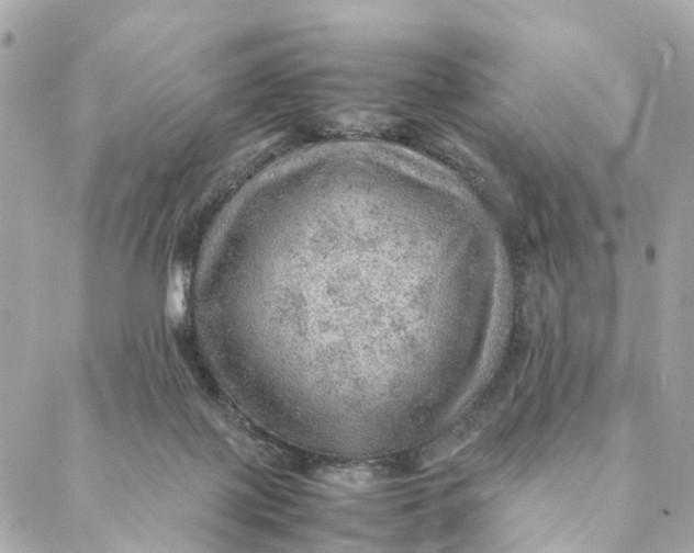 X0000088370075200706121130