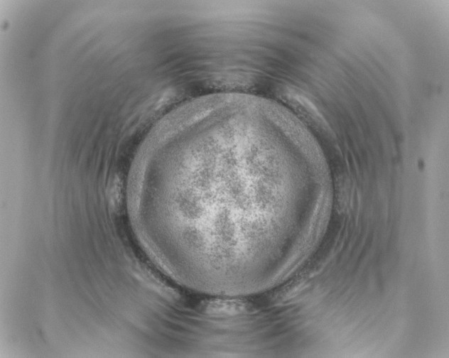 X0000088370077200706121130