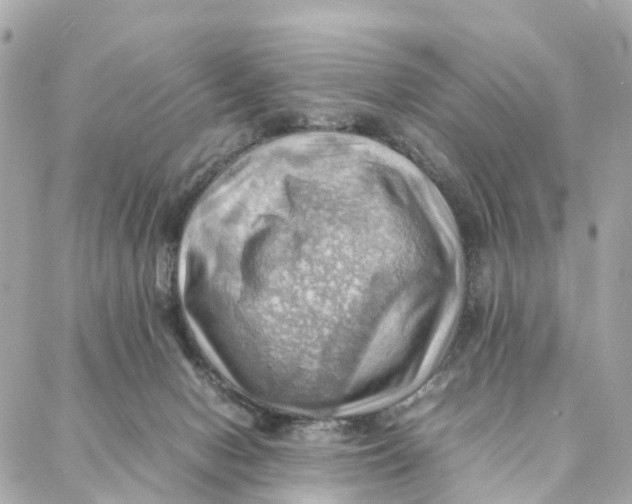 X0000088370078200706121130