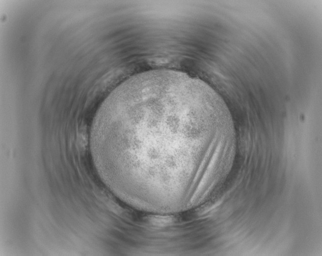 X0000088370085200706121131