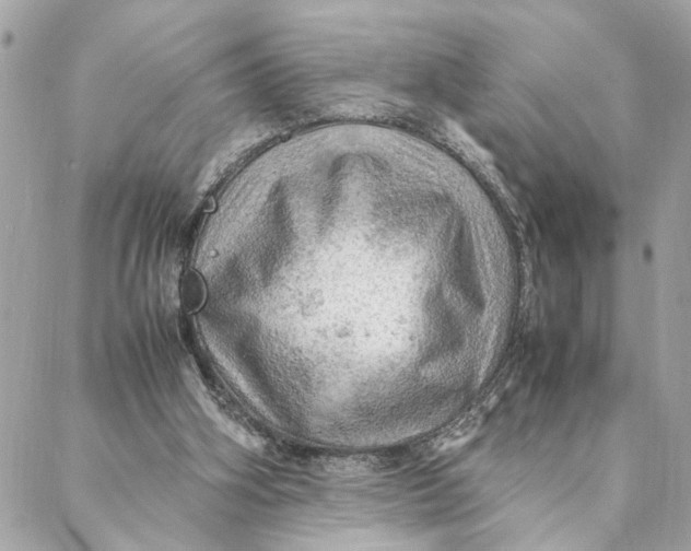 X0000088370106200706121130