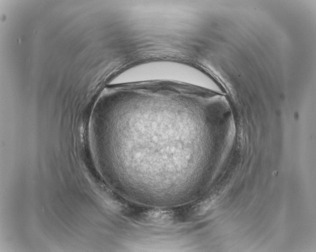 X0000088370117200706121130