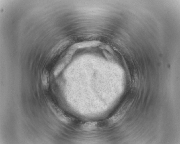 X0000088370138200706121129