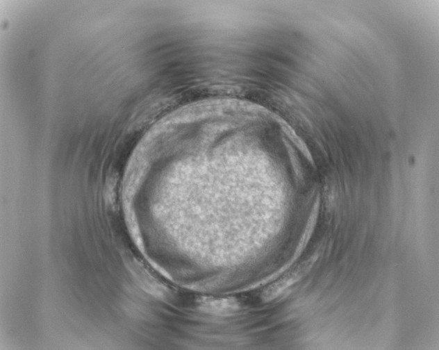 X0000088370185200706121129