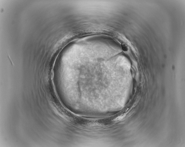 X0000088370203200706121128