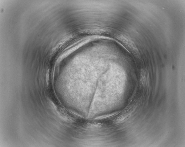 X0000088370206200706121128