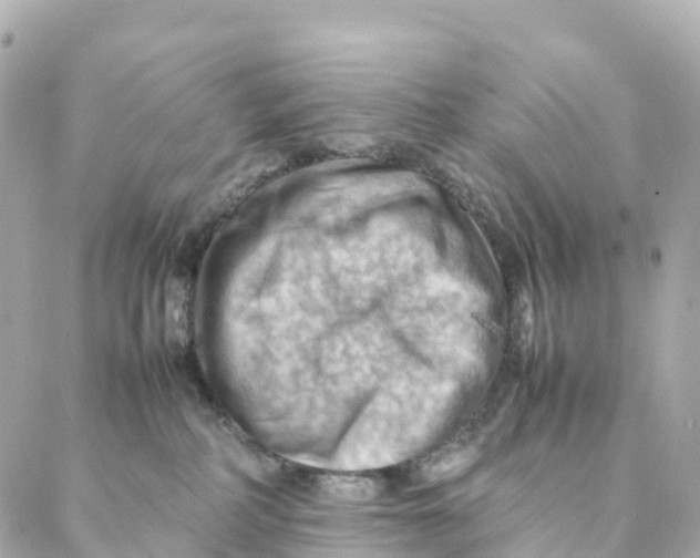 X0000088370234200706121128