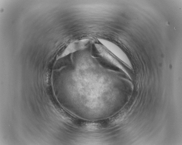 X0000088370268200706121127