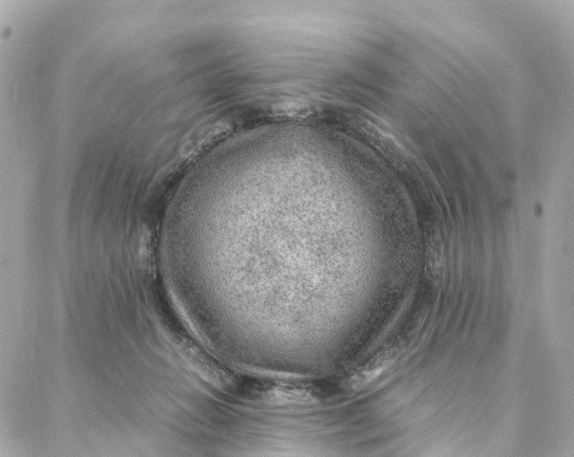 X0000088370270200706121127