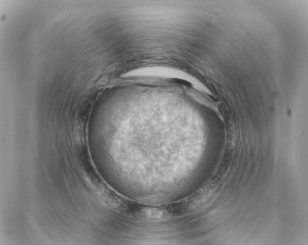 X0000088370272200706121127