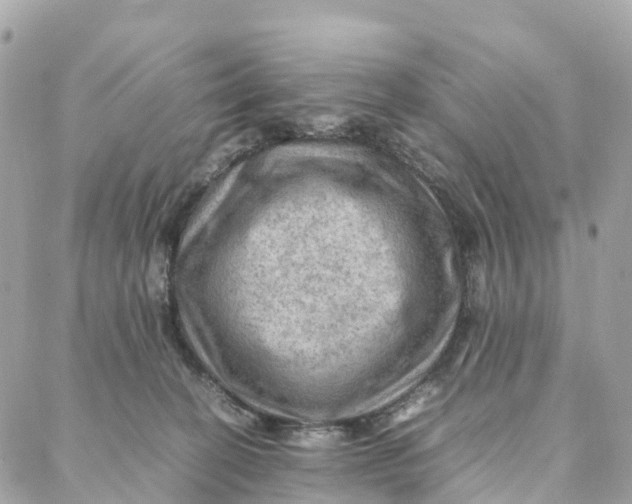 X0000088370274200706121127